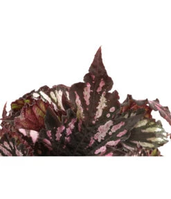 Blattbegonie - Begonia Rex Hybride, Verschiedene Sorten 9 Blattbegonie - Begonia Rex Hybride, Verschiedene Sorten -Pflanzenglück Geschäft 8299638 WE DE 001 BegoniaRexMixT12