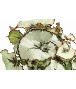 Blattbegonie - Begonia Rex Hybride, Verschiedene Sorten 8 Blattbegonie - Begonia Rex Hybride, Verschiedene Sorten -Pflanzenglück Geschäft 8299638 WE DE 002 BegoniaRexMixT12