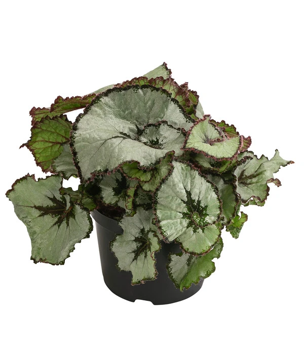Blattbegonie - Begonia Rex Hybride, Verschiedene Sorten 3 Blattbegonie - Begonia Rex Hybride, Verschiedene Sorten