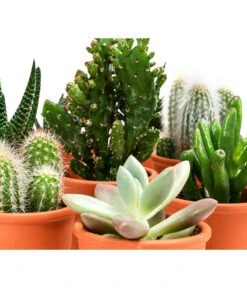 Sukkulenten- & Kakteen-Set In Keramik, Verschiedene Sorten, 15-teilig -Pflanzenglück Geschäft 8400665 WE DE 001 SukkulentenKakteenMixmitKeramik