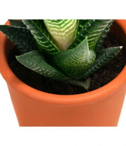 Sukkulenten- & Kakteen-Set In Keramik, Verschiedene Sorten, 15-teilig -Pflanzenglück Geschäft 8400665 WE DE 002 SukkulentenKakteenMixmitKeramik