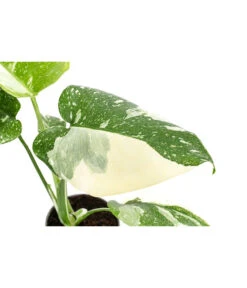 Fensterblatt - Monstera Deliciosa 'Thai Constellation', Panaschiert -Pflanzenglück Geschäft 8402034 WE DE 001 MonsteraThaiConstellationT6