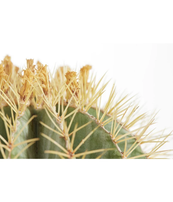 Ferokaktus - Ferocactus Glaucescens 4 Ferokaktus - Ferocactus Glaucescens – Bild 2