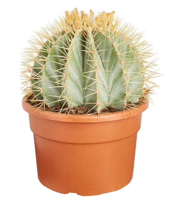 Ferokaktus - Ferocactus Glaucescens 3 Ferokaktus - Ferocactus Glaucescens