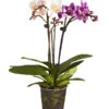 Midi Schmetterlingsorchideen-Duo - Phalaenopsis Cultivars -Pflanzenglück Geschäft 8404543 PR FS 001 Phalaenopsis34TrieberTwinSchmetterlingsorchideeDehnerExpressZS