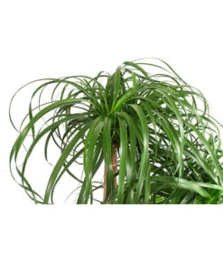 Elefantenfuß - Beaucarnea Recurvata, Hydrokultur -Pflanzenglück Geschäft 8416588 WE DE 001 BeaucarneaVerzweigElefantenfussHydroT28 DehnerExpressHerzig