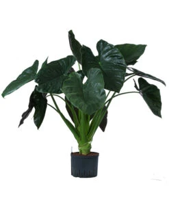 Bestseller 7 Pfeilblatt - Alocasia 'Wentii', Hydrokultur