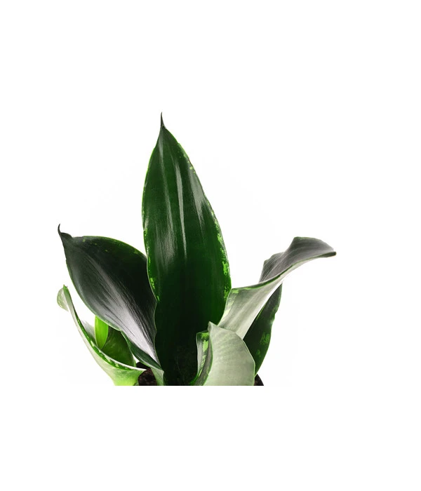 Bogenhanf - Sansevieria Trifasciata 'Grey Stripe' 4 Bogenhanf - Sansevieria Trifasciata 'Grey Stripe' – Bild 2