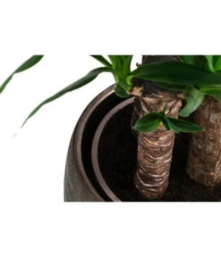 Yucca-Palme - Yucca Elephantipes, In Keramik -Pflanzenglück Geschäft 8478745 WE DE 002 Yucca3erT21inKeramikMatheaGold