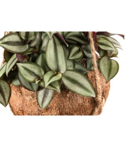 Kokodama-Ampel Dreimasterblume - Tradescantia Zebrina -Pflanzenglück Geschäft 8501579 WE DE 001 KokodamaTradescantiaZebrinaPinkJoyT15 DehnerExpressHerzig