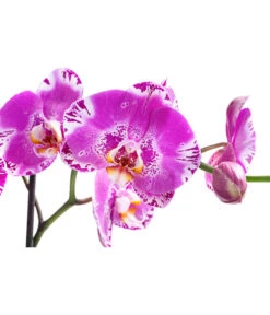 Schmetterlingsorchidee - Phalaenopsis Cultivars 'Victorio' 7 Schmetterlingsorchidee - Phalaenopsis Cultivars 'Victorio' -Pflanzenglück Geschäft 8503724 WE DE 001 PhalaenopsisVictorioZweitriebigMixT15