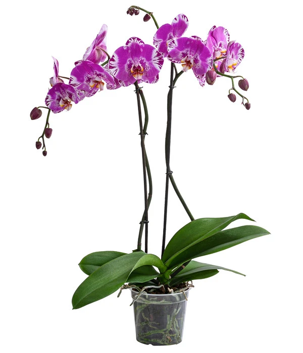 Schmetterlingsorchidee - Phalaenopsis Cultivars 'Victorio' 3 Schmetterlingsorchidee - Phalaenopsis Cultivars 'Victorio'