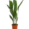 Schusterpalme - Aspidistra Elatior 2 Schusterpalme - Aspidistra Elatior -Pflanzenglück Geschäft 8504326 PR FS 001 SchusterpalmeAspidistraElatiorT17DehnerExpressHerzig