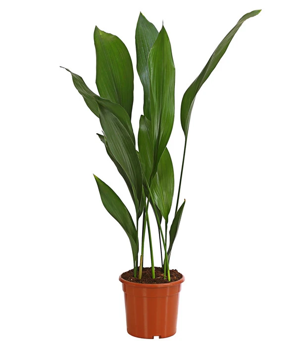 Schusterpalme - Aspidistra Elatior 3 Schusterpalme - Aspidistra Elatior