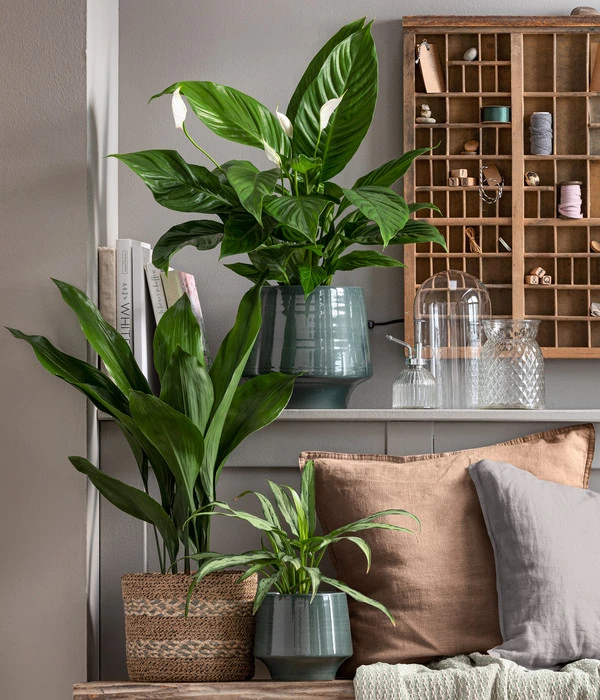 Schusterpalme - Aspidistra Elatior 4 Schusterpalme - Aspidistra Elatior – Bild 2