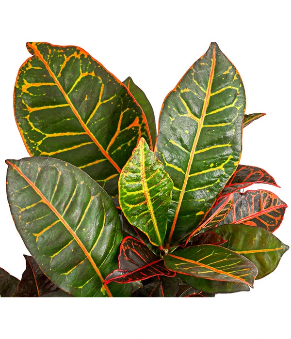 Wunderstrauch - Codiaeum Variegatum 'Petra' 6 Wunderstrauch - Codiaeum Variegatum 'Petra' – Bild 4