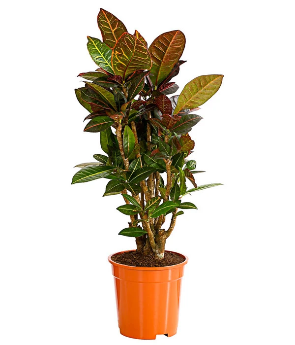 Wunderstrauch - Codiaeum Variegatum 'Petra' 3 Wunderstrauch - Codiaeum Variegatum 'Petra'