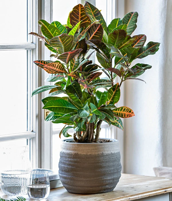 Wunderstrauch - Codiaeum Variegatum 'Petra' 4 Wunderstrauch - Codiaeum Variegatum 'Petra' – Bild 2