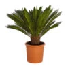 Sagopalmfarn - Cycas Revoluta 2 Sagopalmfarn - Cycas Revoluta -Pflanzenglück Geschäft 8509366 PR FS 001 CycasRevolutaDehnerExpressZS