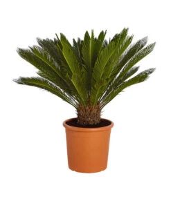 Bestseller 9 Sagopalmfarn - Cycas Revoluta