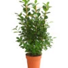 Lorbeer-Feige - Ficus Microcarpa 'Moclame', Spalier