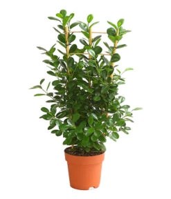 Lorbeer-Feige - Ficus Microcarpa 'Moclame', Spalier
