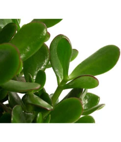 Dickblatt - Crassula Cultivars, Verschiedene Sorten 16 Dickblatt - Crassula Cultivars, Verschiedene Sorten -Pflanzenglück Geschäft 8517757 WE DE 002 CrassulaMixT23