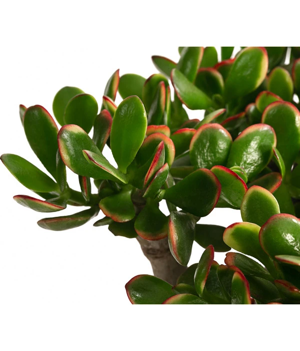 Dickblatt - Crassula Cultivars, Verschiedene Sorten 10 Dickblatt - Crassula Cultivars, Verschiedene Sorten – Bild 8
