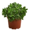 Dickblatt - Crassula Cultivars, Verschiedene Sorten -Pflanzenglück Geschäft 8517757 WE FS 001 CrassulaMixT23