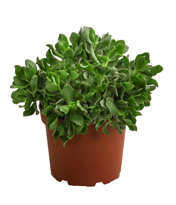 Dickblatt - Crassula Cultivars, Verschiedene Sorten 3 Dickblatt - Crassula Cultivars, Verschiedene Sorten