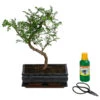 Bonsai Szechuan-Pfeffer - Zanthoxyllum Piperitum, Anfänger-Set, 10 Jahre -Pflanzenglück Geschäft 8561532 WE FS 001 BonsSetZanthoxyllum10JT25