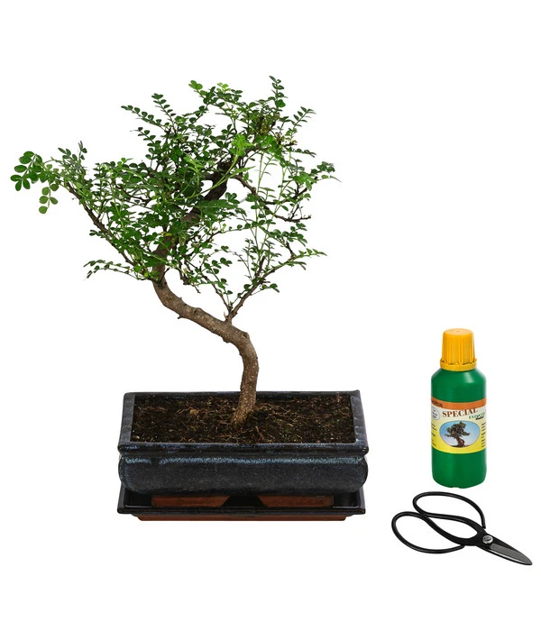 Bonsai Szechuan-Pfeffer - Zanthoxyllum Piperitum, Anfänger-Set, 10 Jahre 3 Bonsai Szechuan-Pfeffer - Zanthoxyllum Piperitum, Anfänger-Set, 10 Jahre