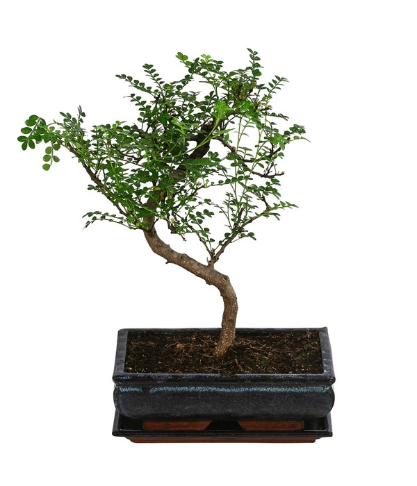 Bonsai Szechuan-Pfeffer - Zanthoxyllum Piperitum, Anfänger-Set, 10 Jahre 4 Bonsai Szechuan-Pfeffer - Zanthoxyllum Piperitum, Anfänger-Set, 10 Jahre – Bild 2