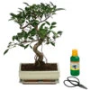 Bonsai Chinesischer Feigenbaum - Ficus Retusa, Anfänger-Set, 10 Jahre 2 Bonsai Chinesischer Feigenbaum - Ficus Retusa, Anfänger-Set, 10 Jahre -Pflanzenglück Geschäft 8561573 WE FS 001 BonsSetFicusRetusa10JT25