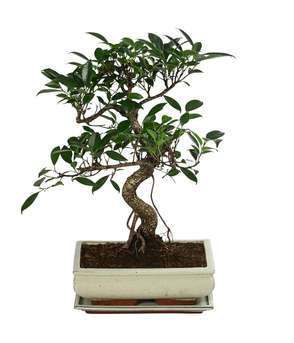 Bonsai Chinesischer Feigenbaum - Ficus Retusa, Anfänger-Set, 10 Jahre 4 Bonsai Chinesischer Feigenbaum - Ficus Retusa, Anfänger-Set, 10 Jahre – Bild 2