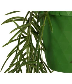 Wachsblume - Hoya Linearis, Ampel -Pflanzenglück Geschäft 8598096 WE DE 002 HoyaLinearisAmpelT12