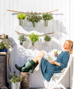 Bio Thymian -Pflanzenglück Geschäft 8610123 WE MO 001 Oregano Kraeuter