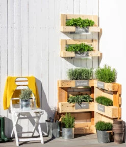 Bio Thymian -Pflanzenglück Geschäft 8610206 WE MO 001 Kraeuter des Suedens RosmarinLavendelMinzeOreganumSalbei Thymian