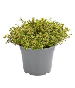 Dehner Gourmet Garten Zitronen-Thymian