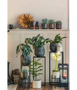 Geweihfarn - Platycerium Bifurcatum 6 Geweihfarn - Platycerium Bifurcatum -Pflanzenglück Geschäft 8611253 WE MO 001 ZimmertanneAraucariaAmberSuzeT13