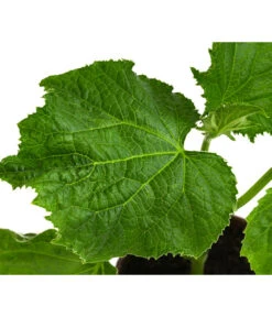 Bio Schlangengurke Im Pottburri®-Topf -Pflanzenglück Geschäft 8611287 WE DE 001 BioPBSchlangengurke