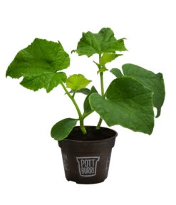 Bestseller -Pflanzenglück Geschäft 8611287 WE FS 001 BioPBSchlangengurke