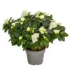 Zimmerazalee - Rhododendron Simsii 'Aiko White' 1 Zimmerazalee - Rhododendron Simsii 'Aiko White' -Pflanzenglück Geschäft 8627267 PR FS 001 AzaleeAzaleaAikoWhiteT14DehnerExpressHerzig