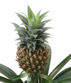 Ananaspflanze - Ananas Comosus, In Keramik 9 Ananaspflanze - Ananas Comosus, In Keramik -Pflanzenglück Geschäft 8627978 WE DE 001 AnanaspflanzeInKeramik