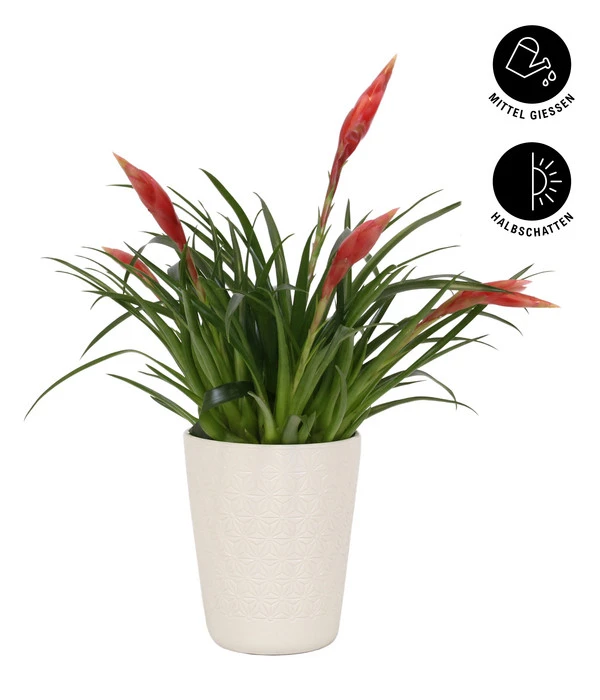 Flammendes Schwert - Vriesea Multiflora 'Astrid', In Keramik 3 Flammendes Schwert - Vriesea Multiflora 'Astrid', In Keramik