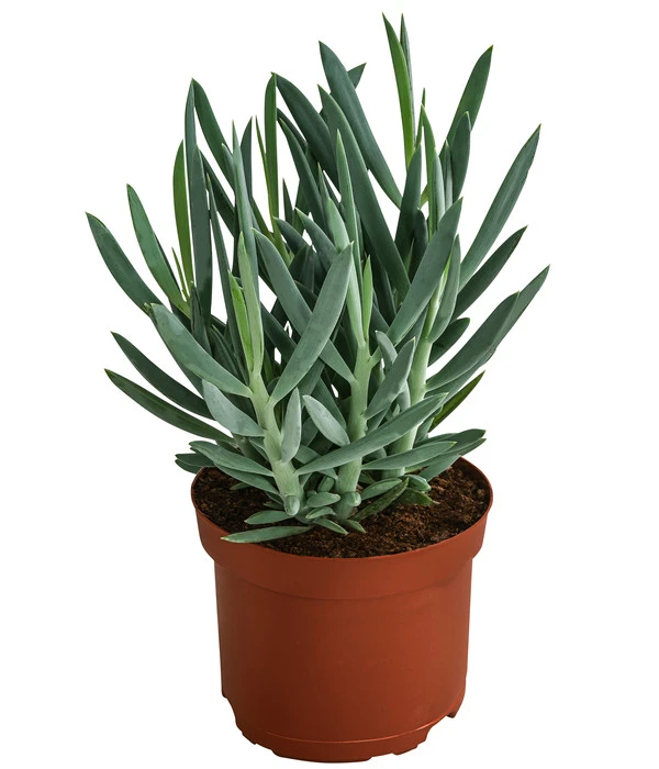 Greiskraut - Senecio Talinoides 'Aquarine Mount Everest®' 3 Greiskraut - Senecio Talinoides 'Aquarine Mount Everest®'