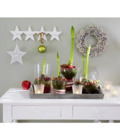 Amaryllis - Hippeastrum-Hybride 17 Amaryllis - Hippeastrum-Hybride -Pflanzenglück Geschäft 8646994 8700809 WE MO 001 Amaryllis 009