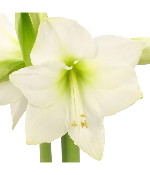 Amaryllis - Hippeastrum-Hybride 12 Amaryllis - Hippeastrum-Hybride – Bild 10