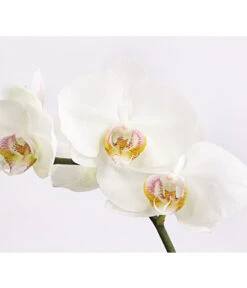 Schmetterlingsorchidee - Phalaenopsis Cultivars 'Crossing' -Pflanzenglück Geschäft 8649964 we DE 004 SchmetterlingsorchideePhalaenopsis1TrieberT12DehnerExpressHerzig