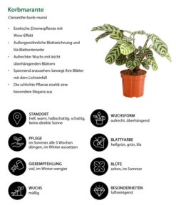 Marante - Ctenanthe Burle-marxii 6 Marante - Ctenanthe Burle-marxii -Pflanzenglück Geschäft 8652612 WE IG 001 Korbmarante